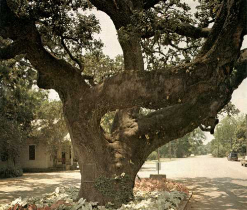 Columbus Court Oak-1969